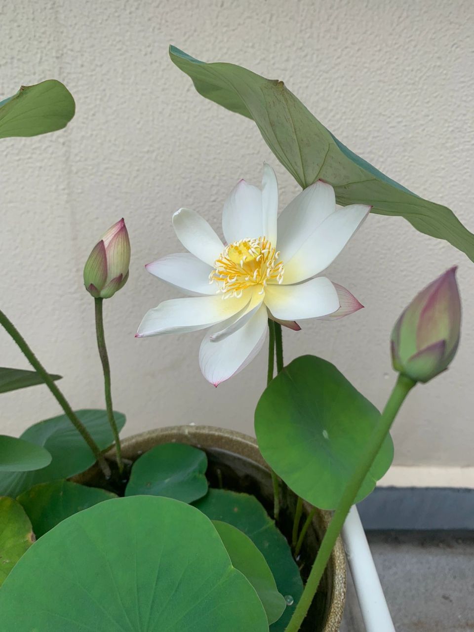 碗莲新手从种藕到开花全记录 03品种:白色的是洛神女,购自碗莲