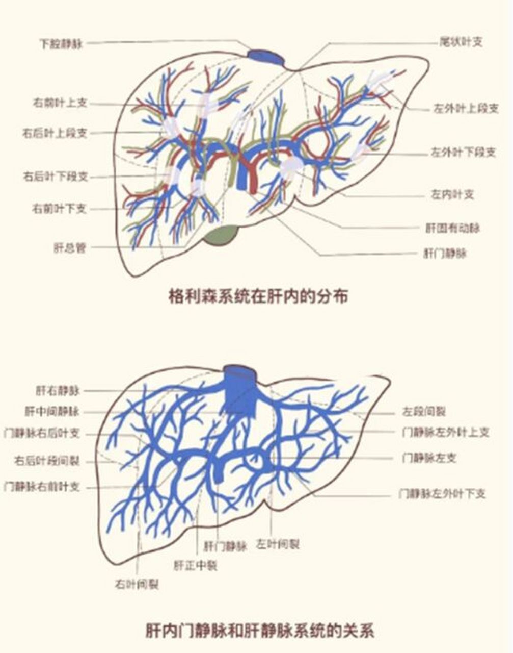 肝脏的组织结构图图片