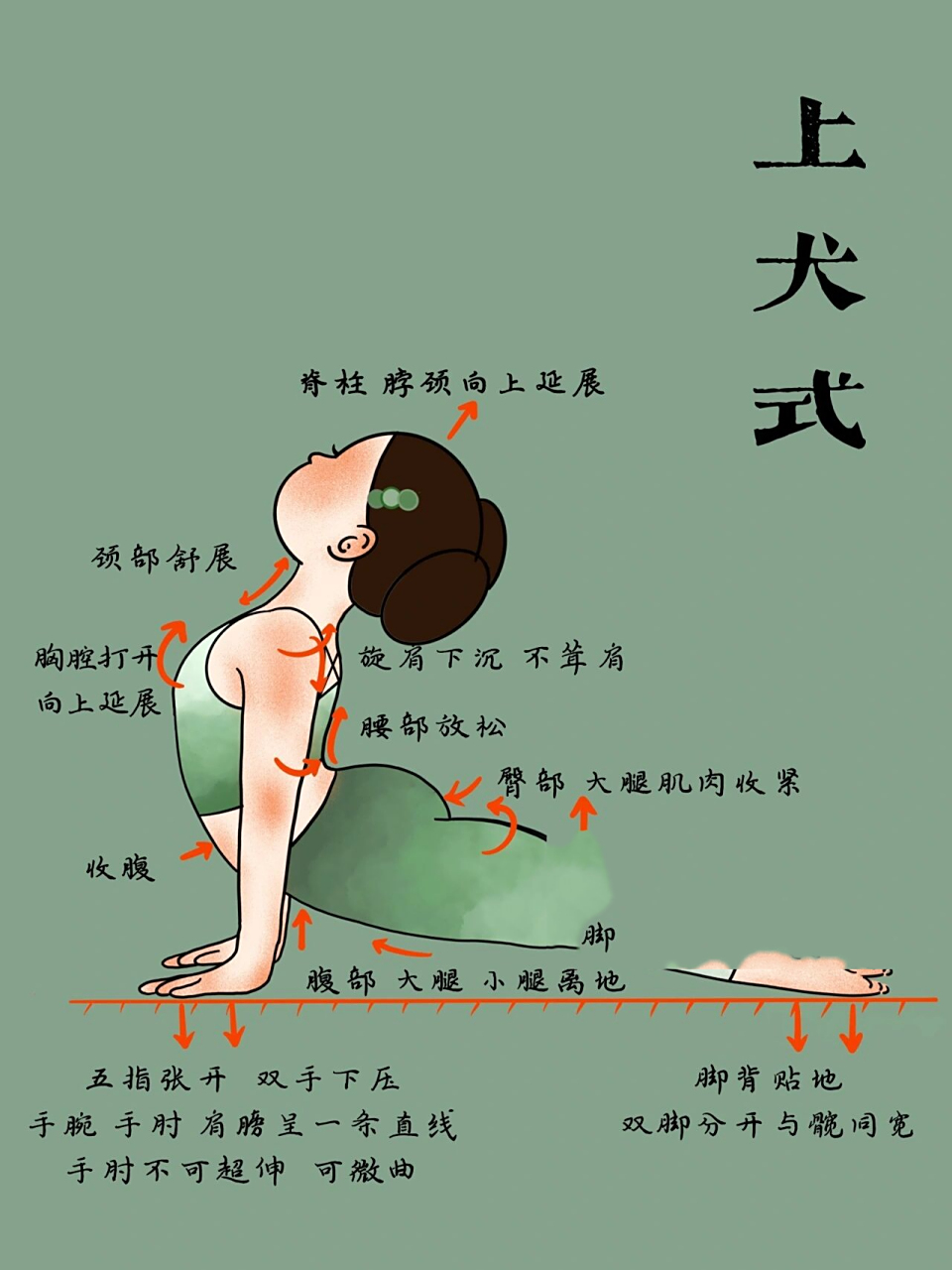 上犬式|最强解析!