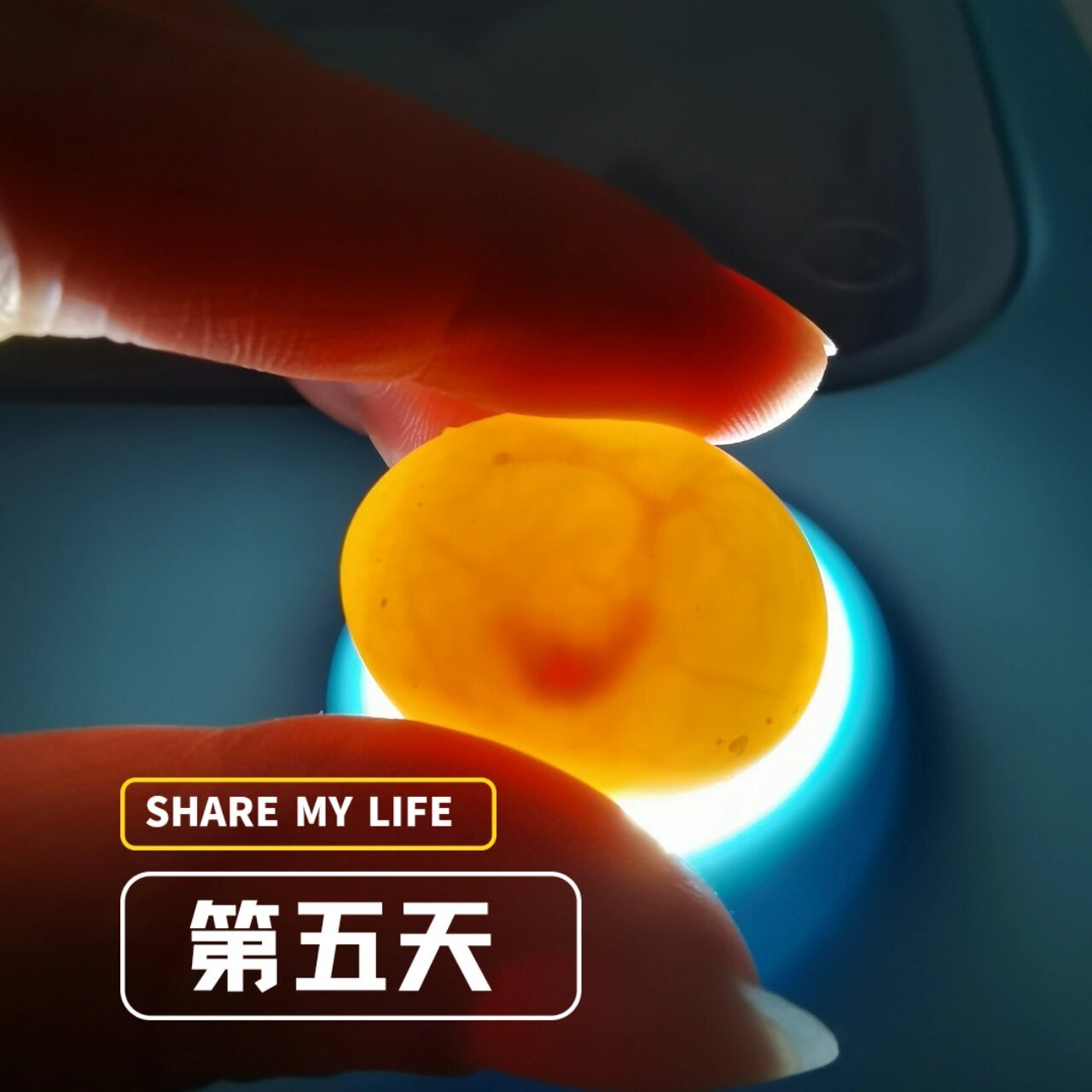 记录一下玄凤鹦鹉蛋孵化 入手四个玄凤鹦鹉蛋蛋水床孵化第五天照蛋有