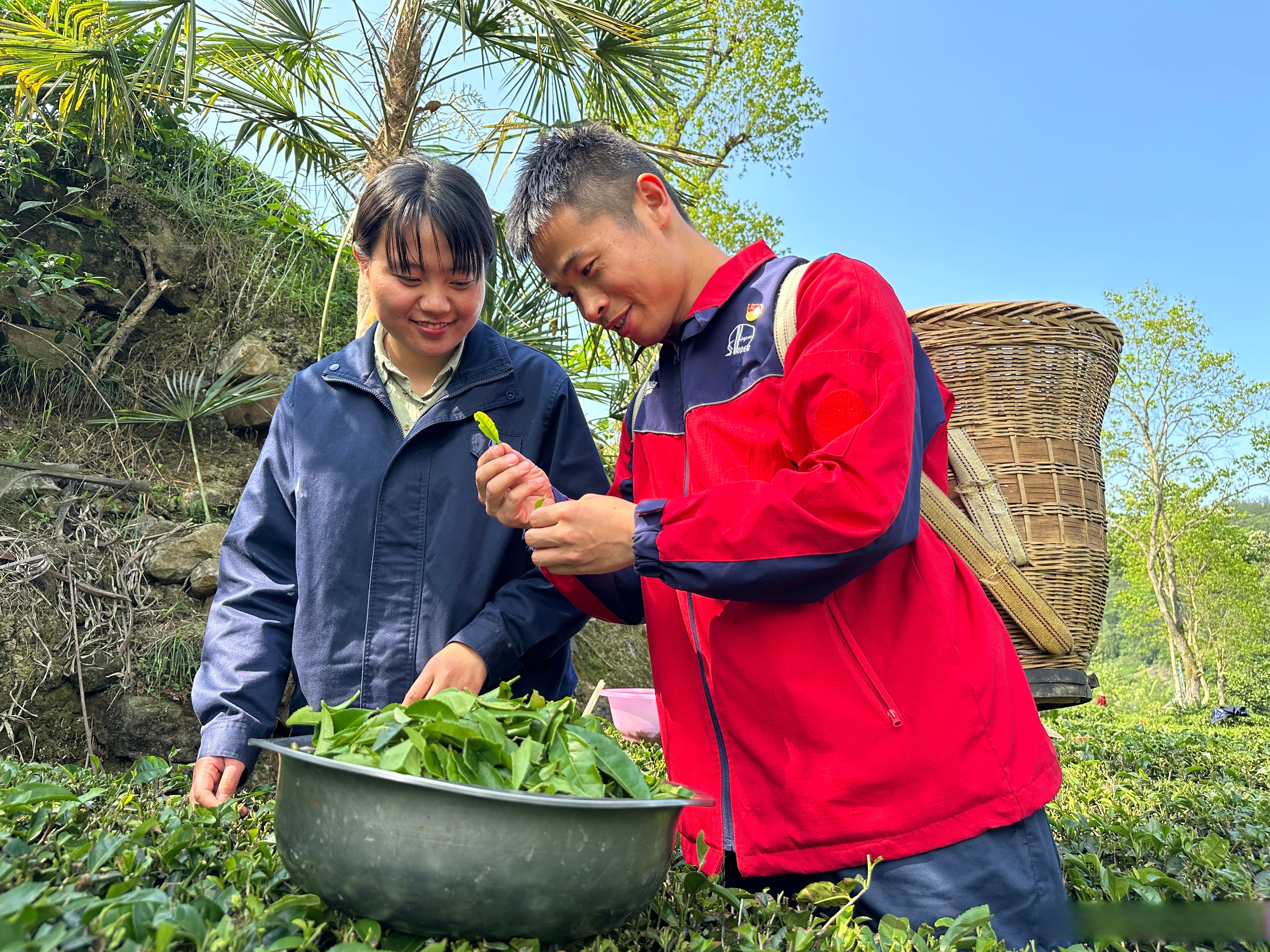 【春日采茶助农忙~】4月25日下午,中国石化湖北高管公司组织党员志愿