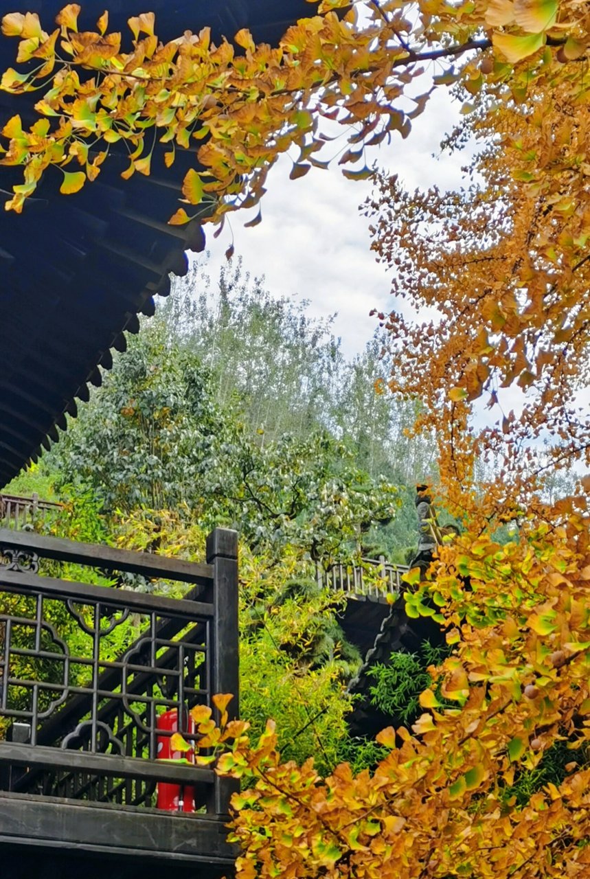 李世民在此种下千年银杏树 西安古观音禅寺 适合静心的好地方