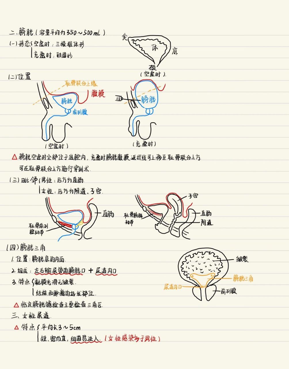 膀胱手绘图图片