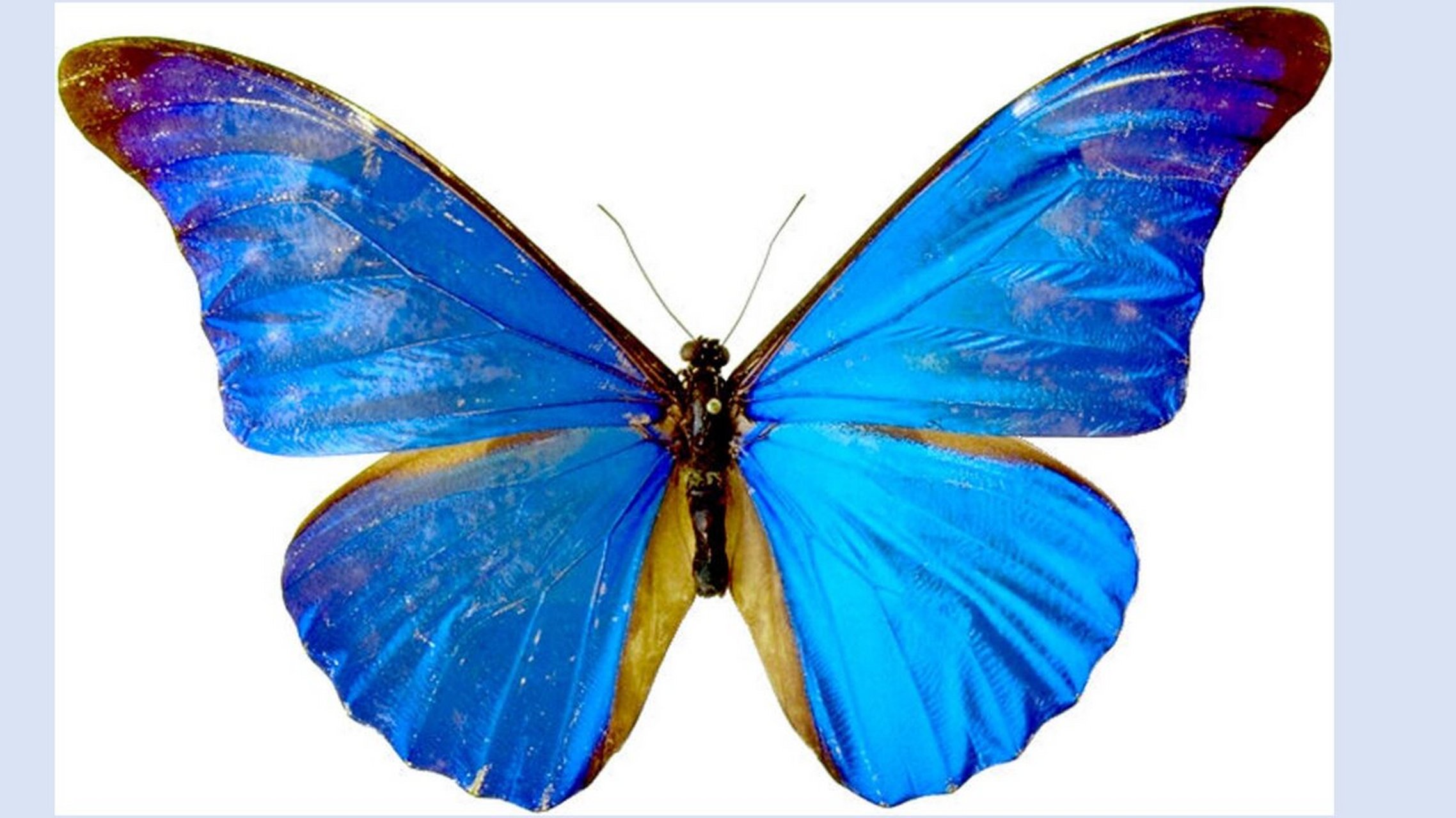 中班科学活动《美丽的蝴蝶》ppt 0202 中班科学活动:美丽的蝴蝶花