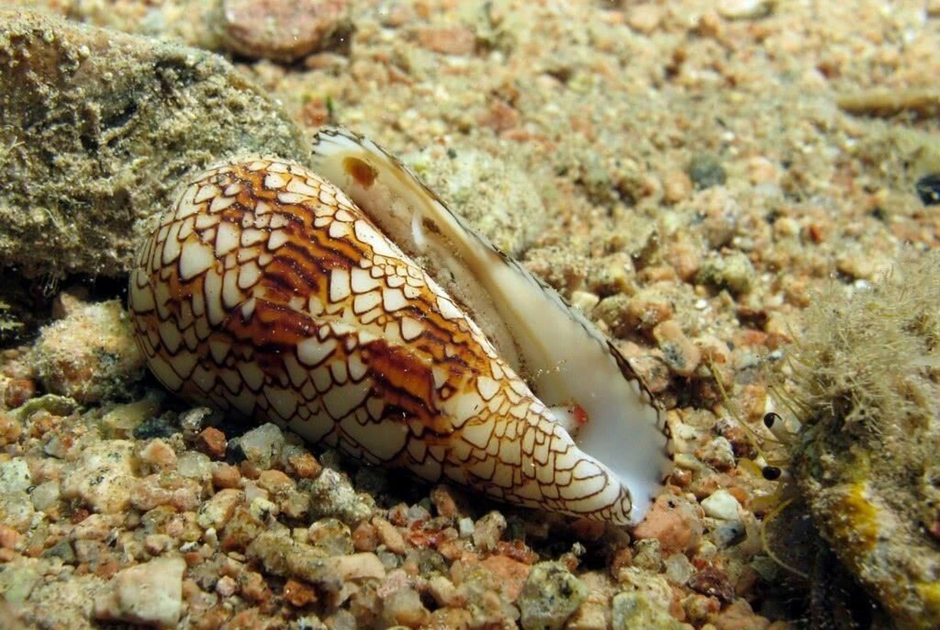 98外形特征: 因形态像鸡的心脏或芋头而得名鸡心螺,芋螺.