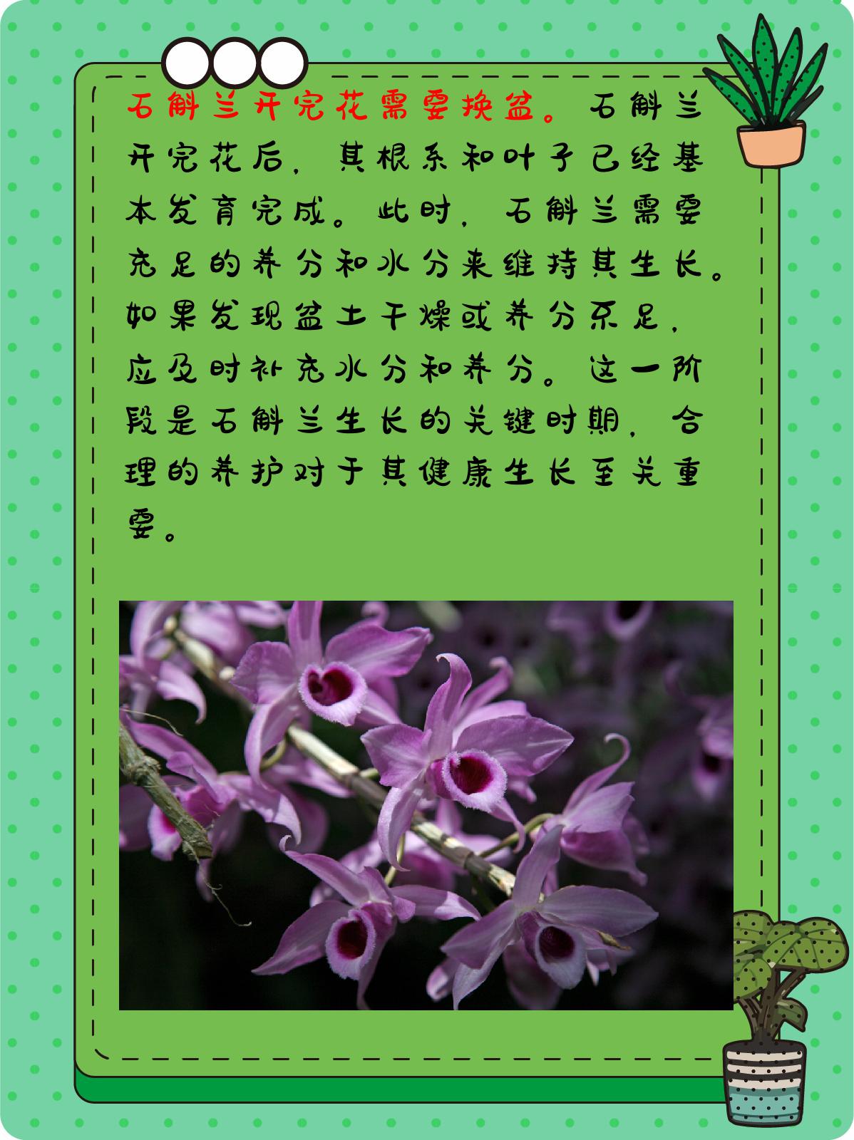 此时,石斛兰需要充足的养分和水分来维持其生长.