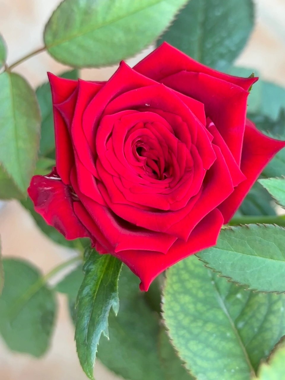 月季探险家 切花月季分枝性一般,大红色带丝绒感,基本无香,长势一般