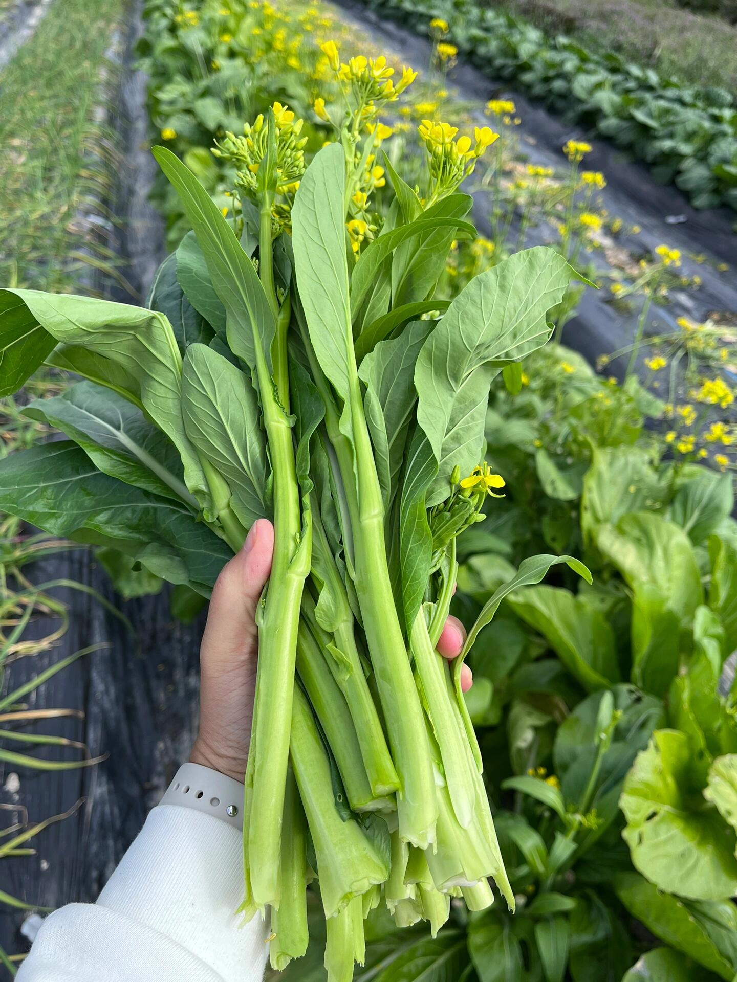 每天一把小青菜