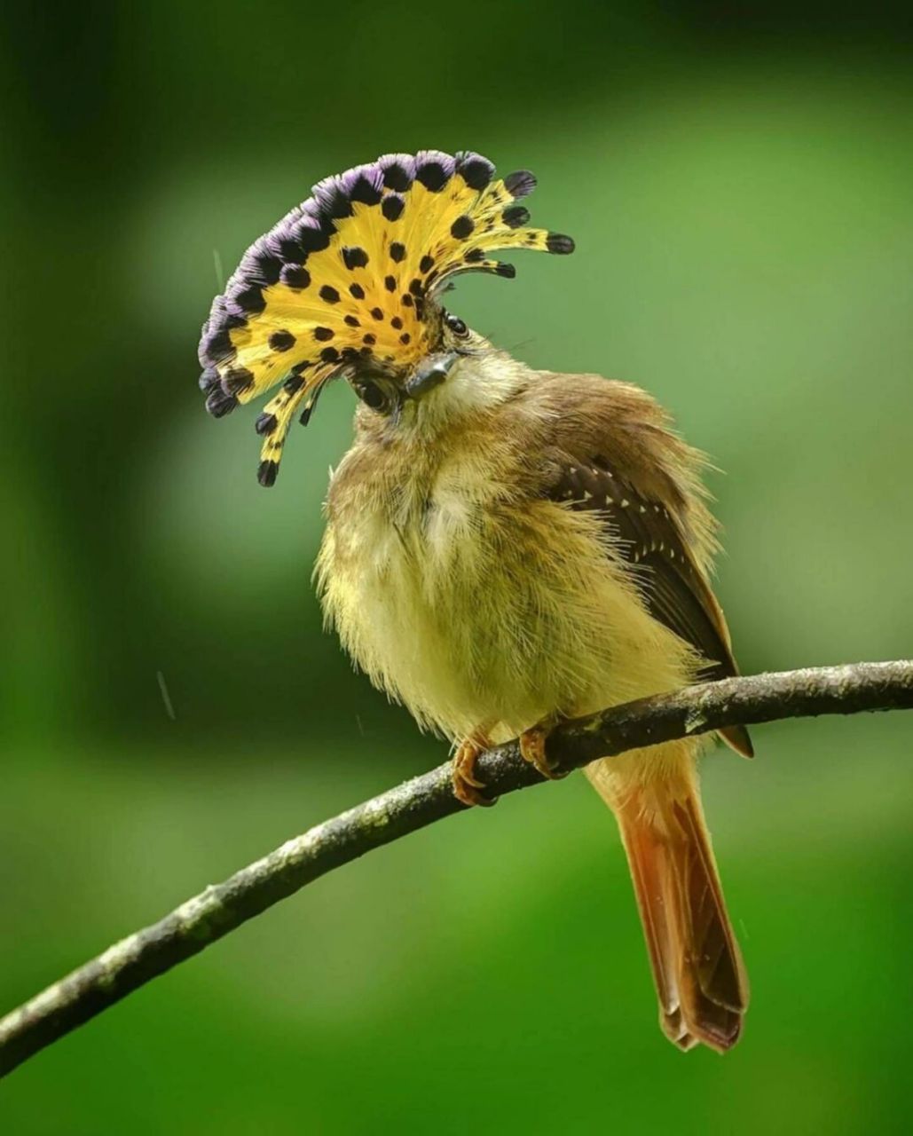 皇霸鹟 #保护动物# #鸟类# #观鸟# #皇霸鹟