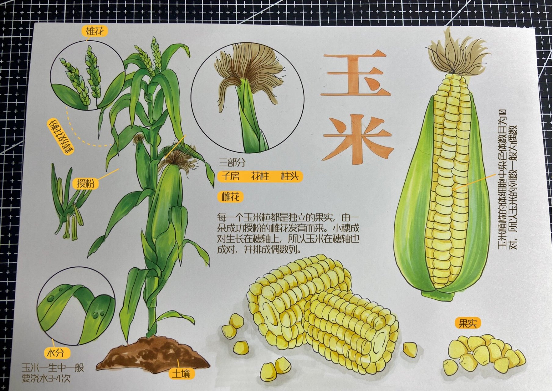 玉米种子的一生手抄报图片