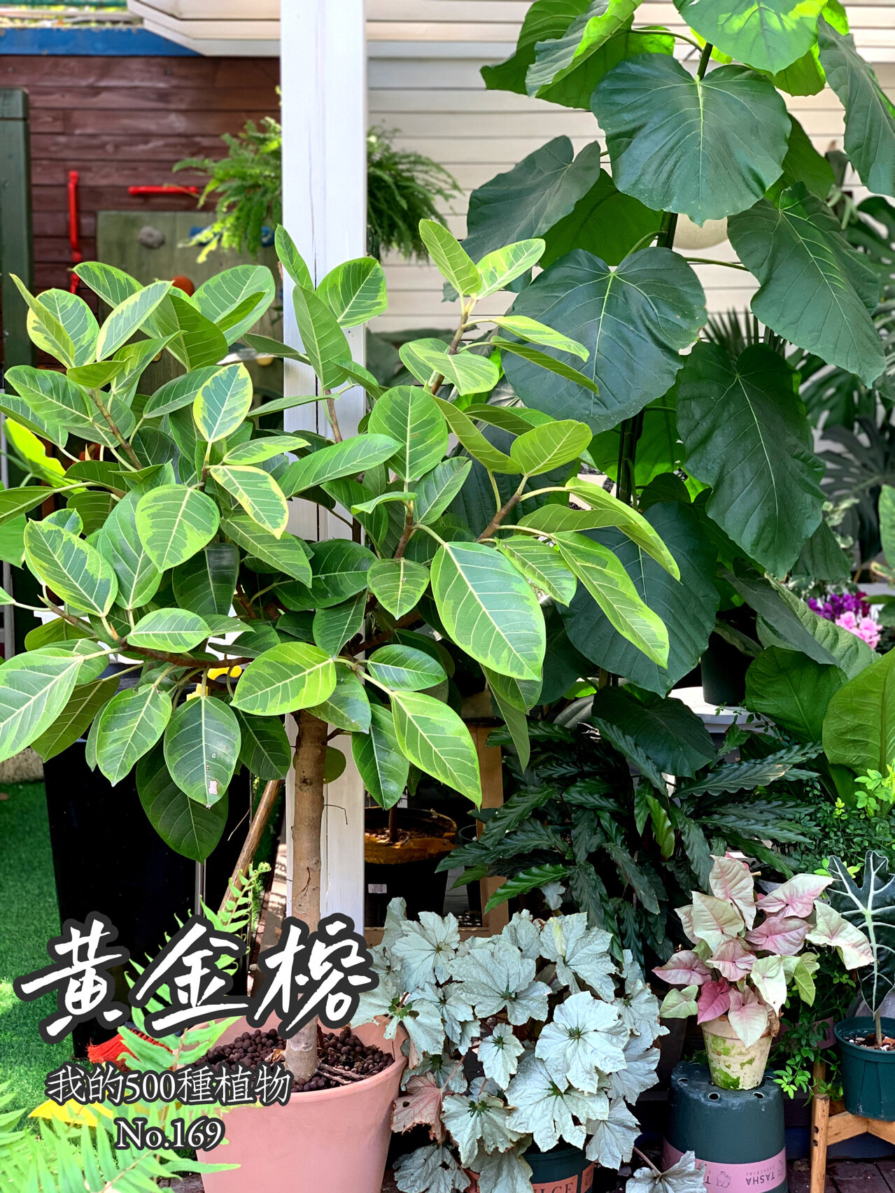 黄金榕花期图片