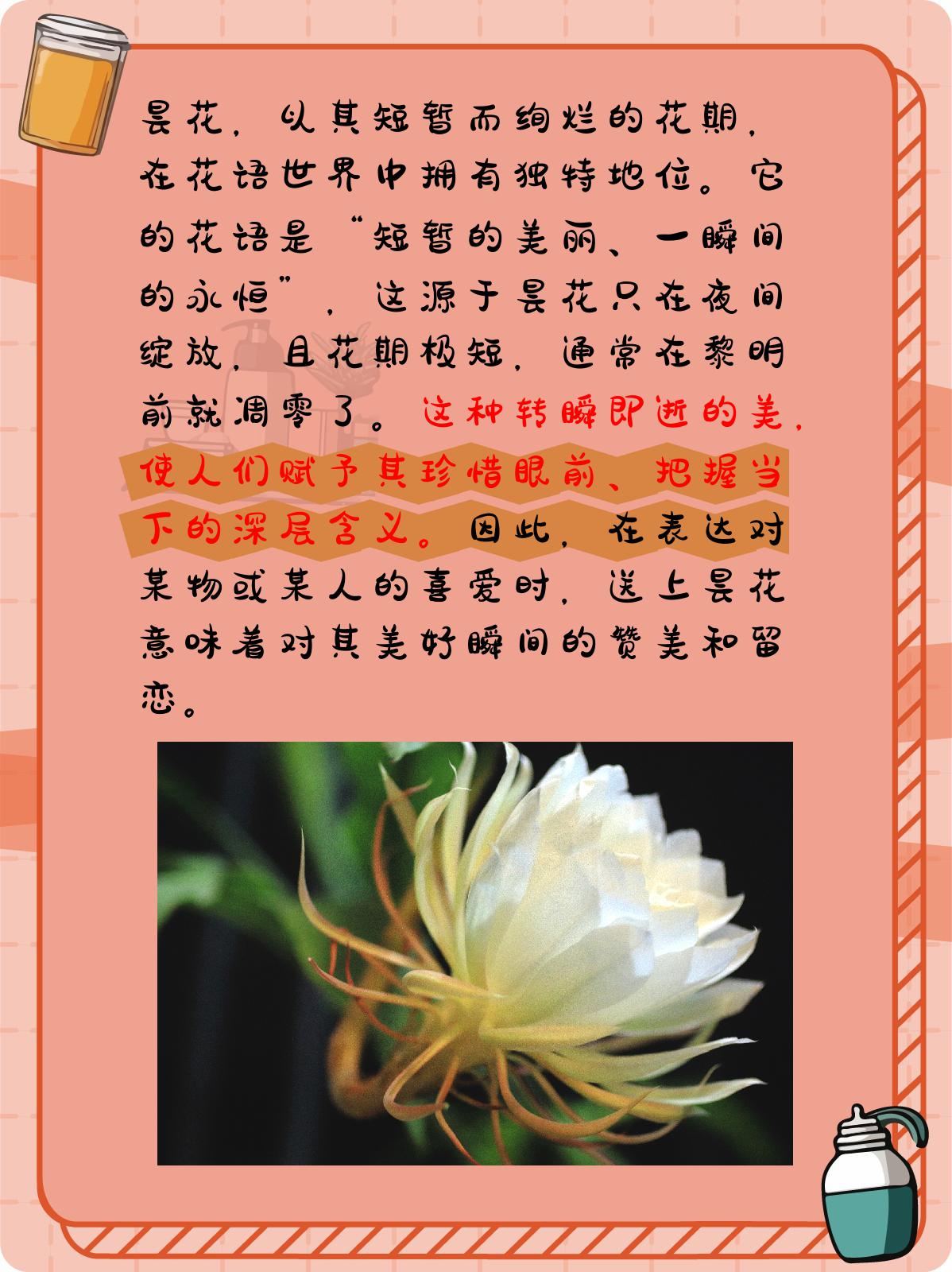 昙花的花语和象征意义