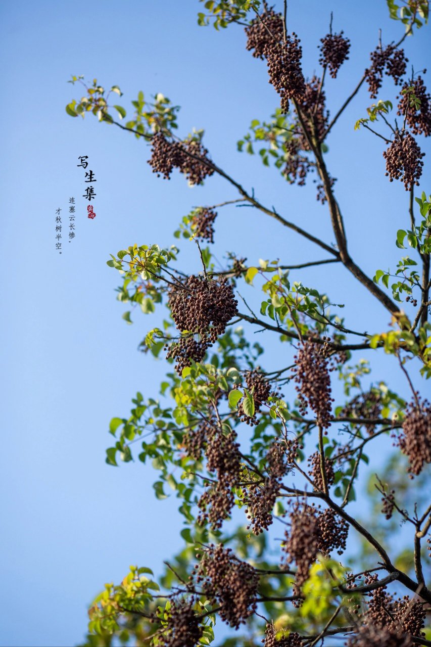 重阳木开花图片图片