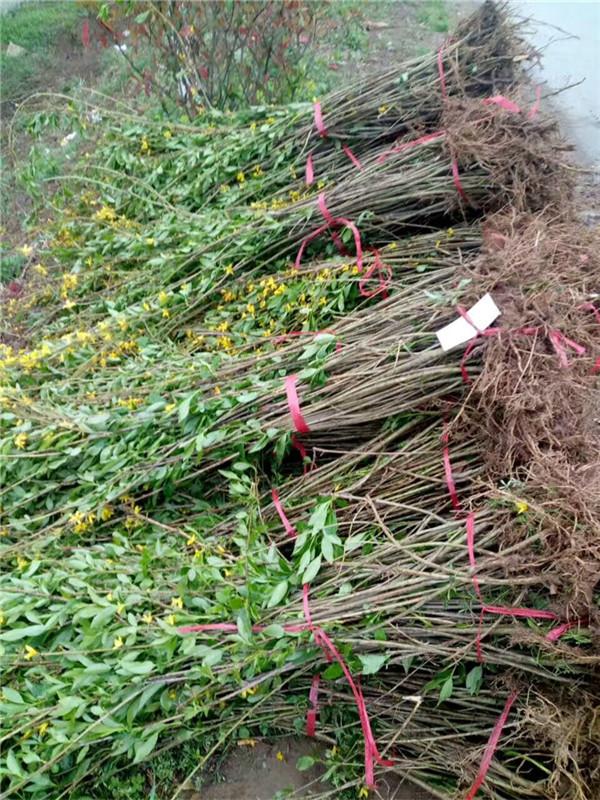 丛生连翘,又称半枝莲,棒槌花,是连翘属的常绿小灌木,常用于城市道路