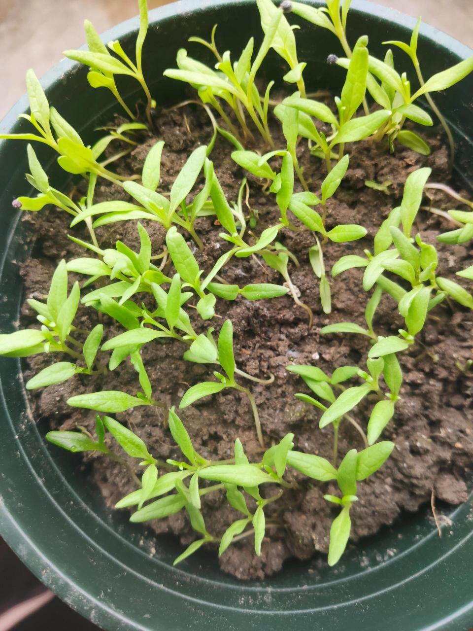 满天星生长的过程.为什么会变得越来越少? 😭😭😭