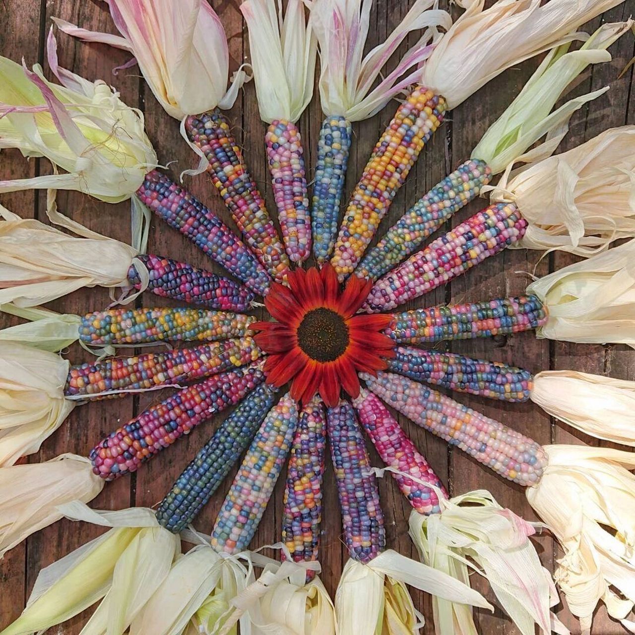 99颜值超高的彩色玉米有见过吗