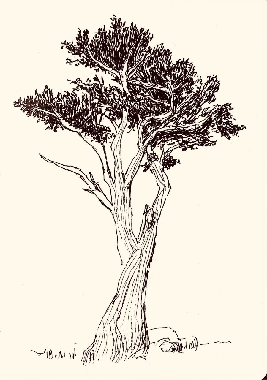 速写练习-树木速写合集 练习一下画单体,好好观察纹理和姿态.