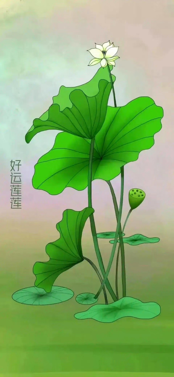 好运莲莲!