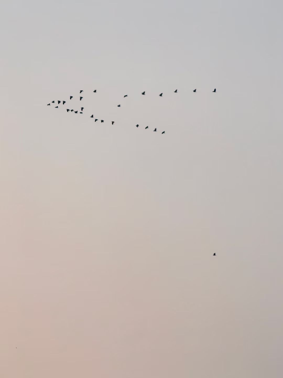 晚霞和大雁的风景图图片