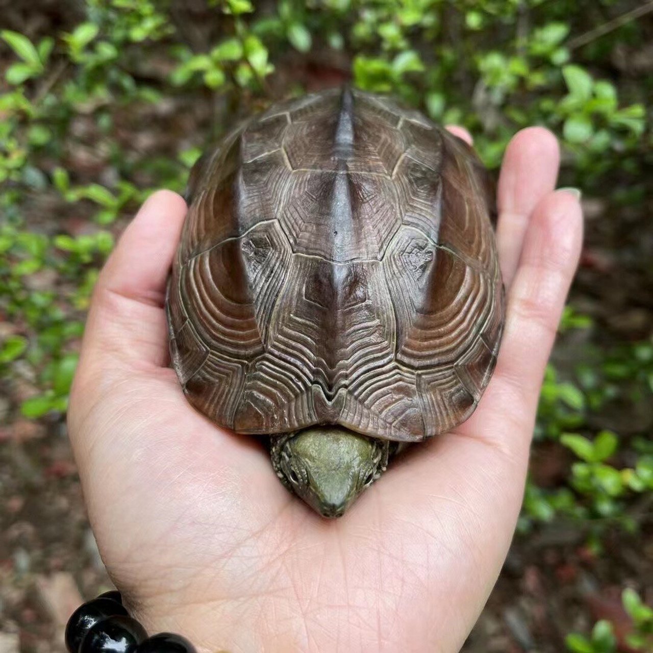 超级漂亮顶级红壳重刀刻纹路母龟草龟 满背刀刻纹路,尾巴都能穿针,大