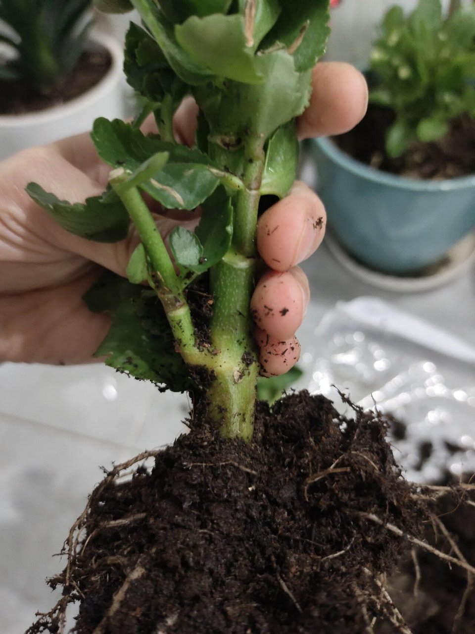 长寿花叶子变软了,帮忙看看应该怎么办呢?