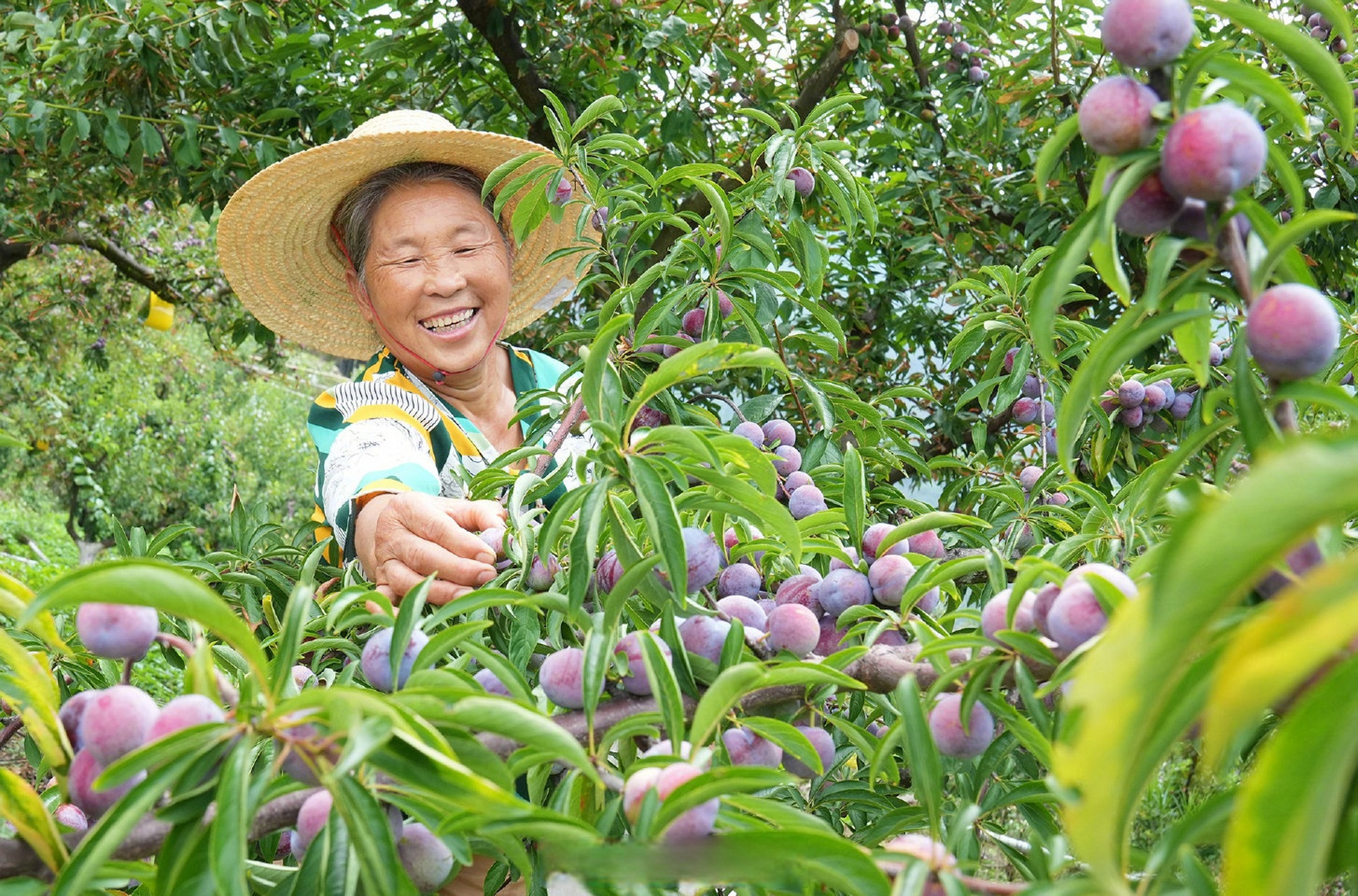 龙滩珍珠李,被誉为"李族皇后",是广西河池市天峨县特产,也是全国农