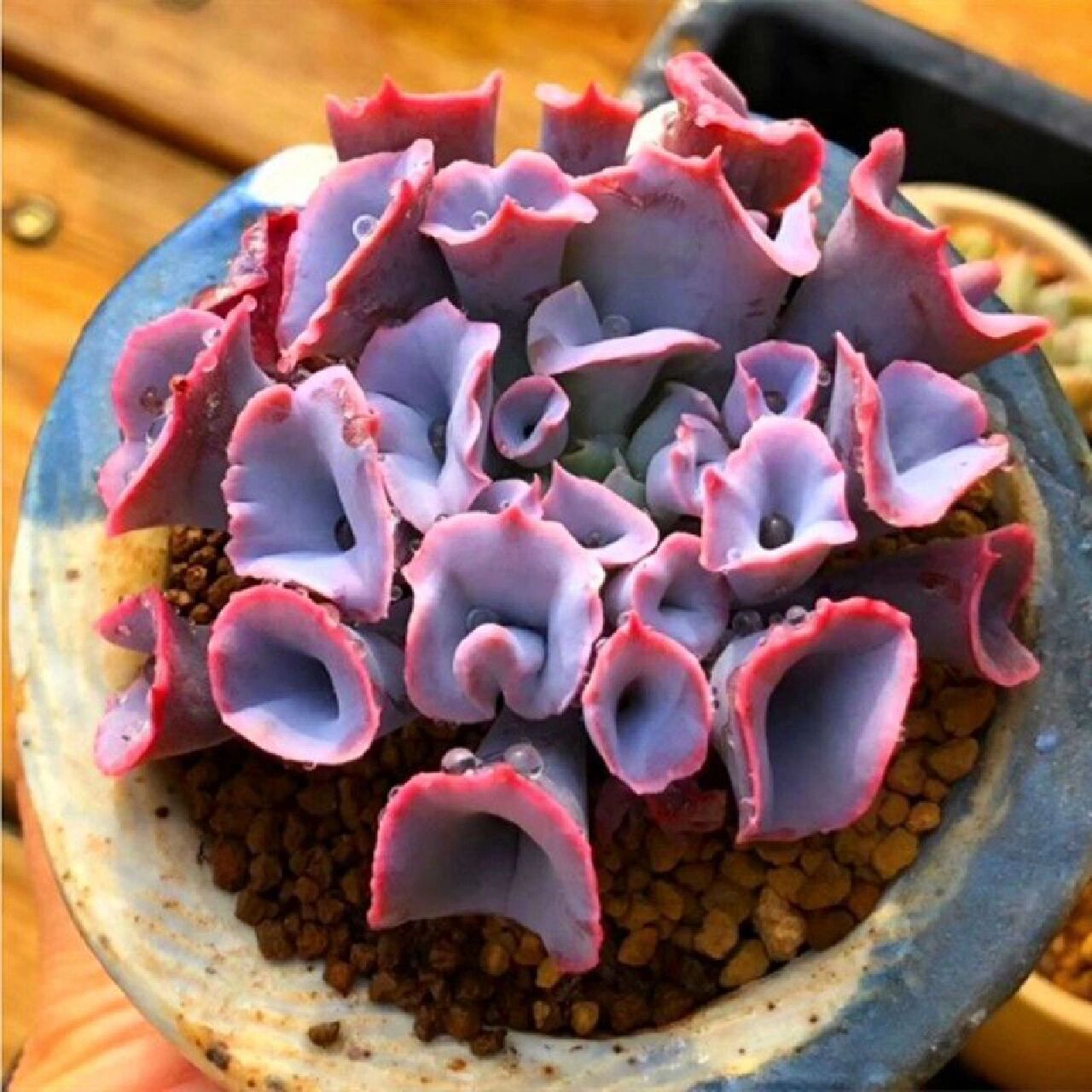 丘比特  特玉莲 猪鼻子 1雪精灵 据说是特玉莲和丘比特 杂交的多肉