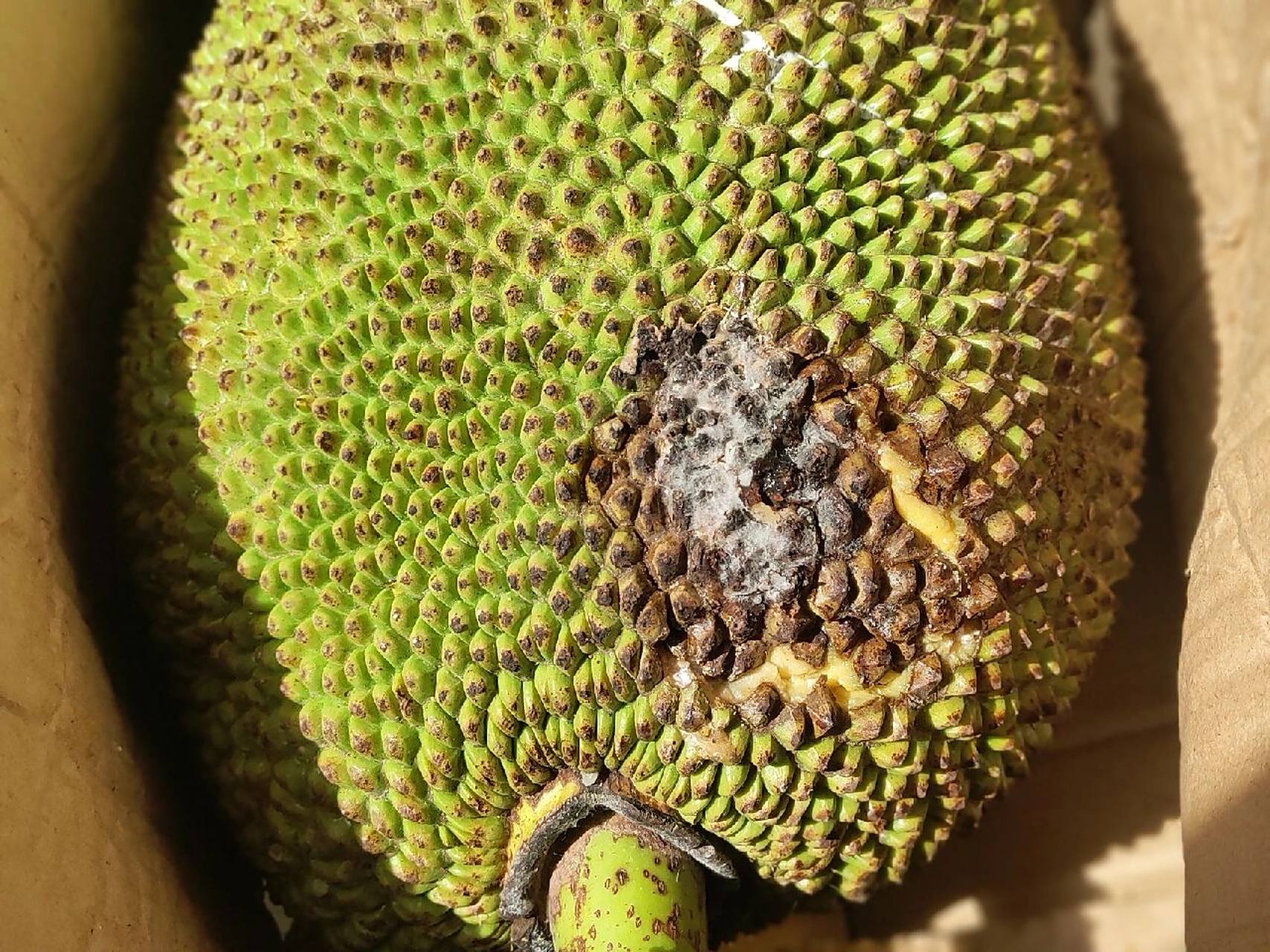 菠萝蜜腐烂了该怎么办?