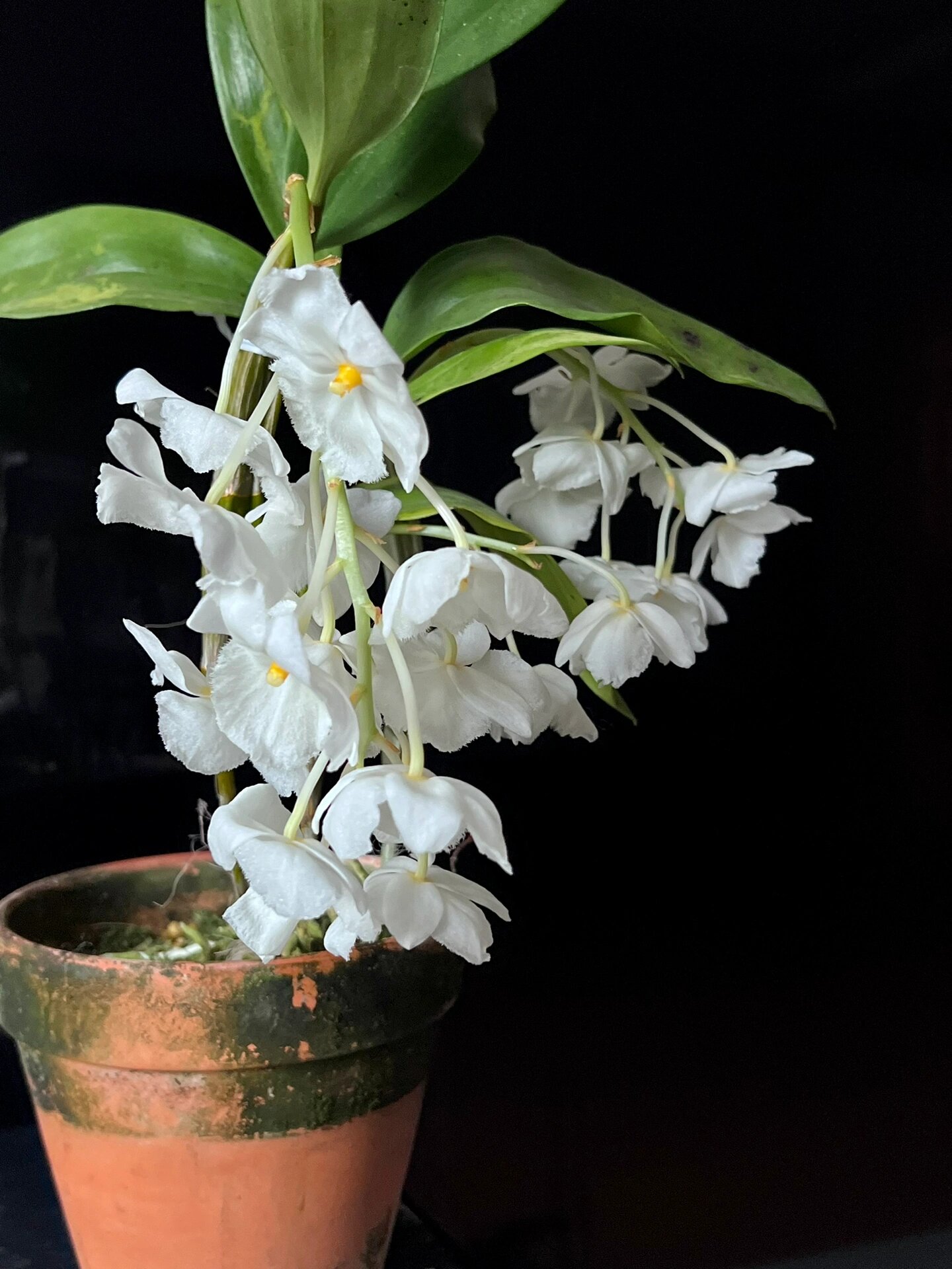 石斛兰 |三唇瓣白法式