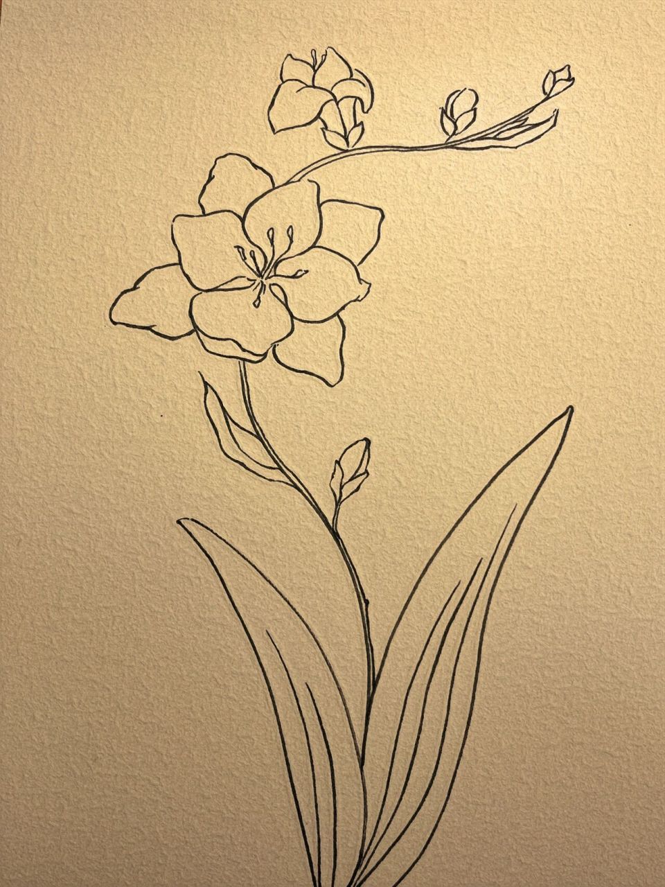 78不用画线稿的简笔小苍兰 请再悄悄加点油, 无论如何都想听你说:我