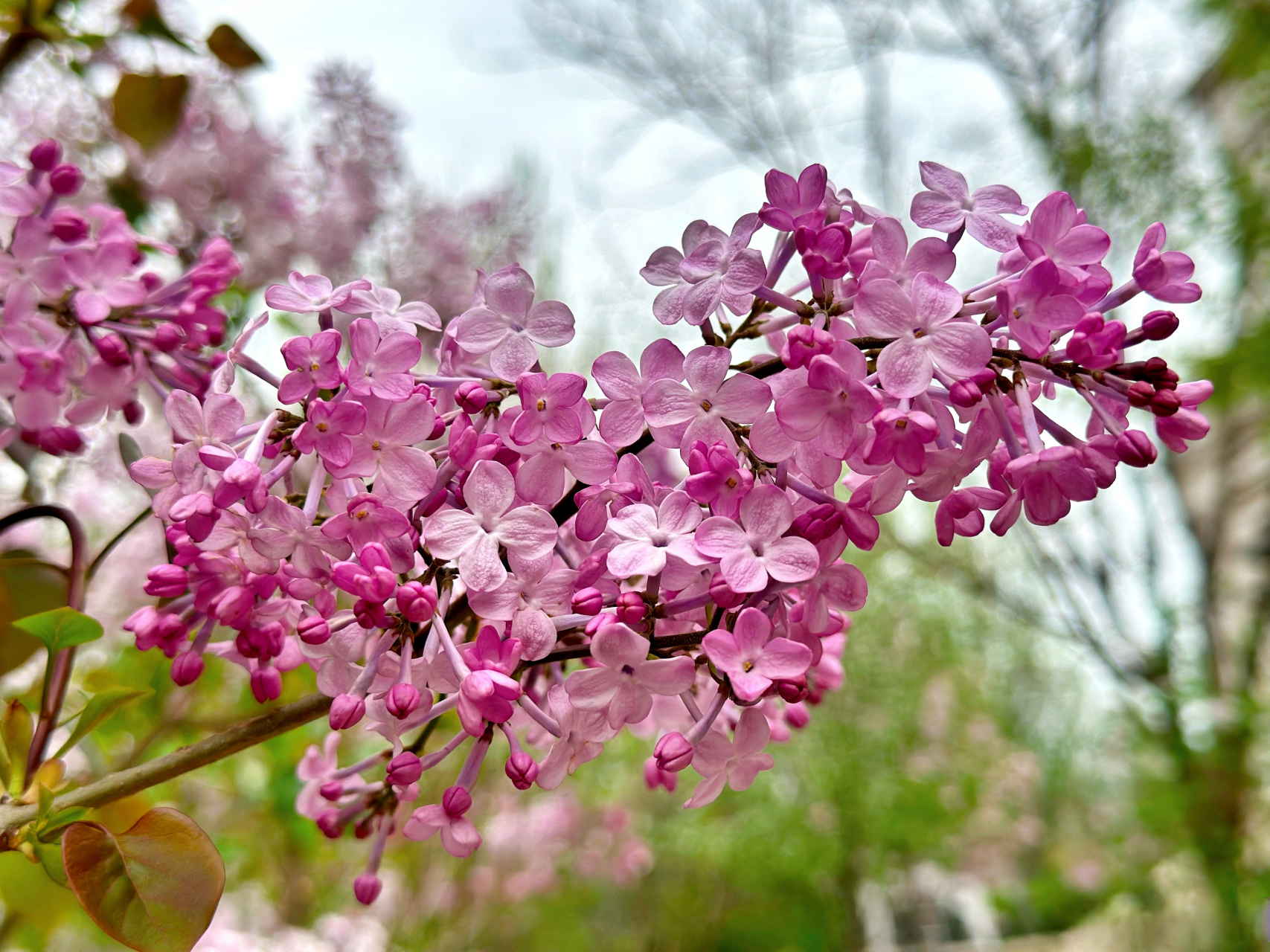 丁香花花瓣的形状图片