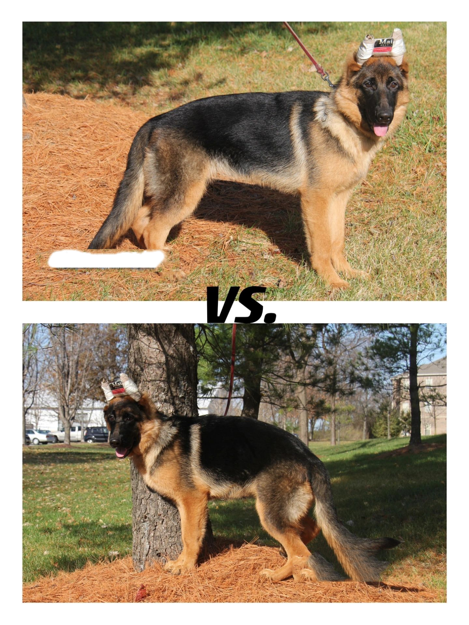 平背的一些解答 其实德牧并没有平背和弓背之分,"弓"和"平"都是相对