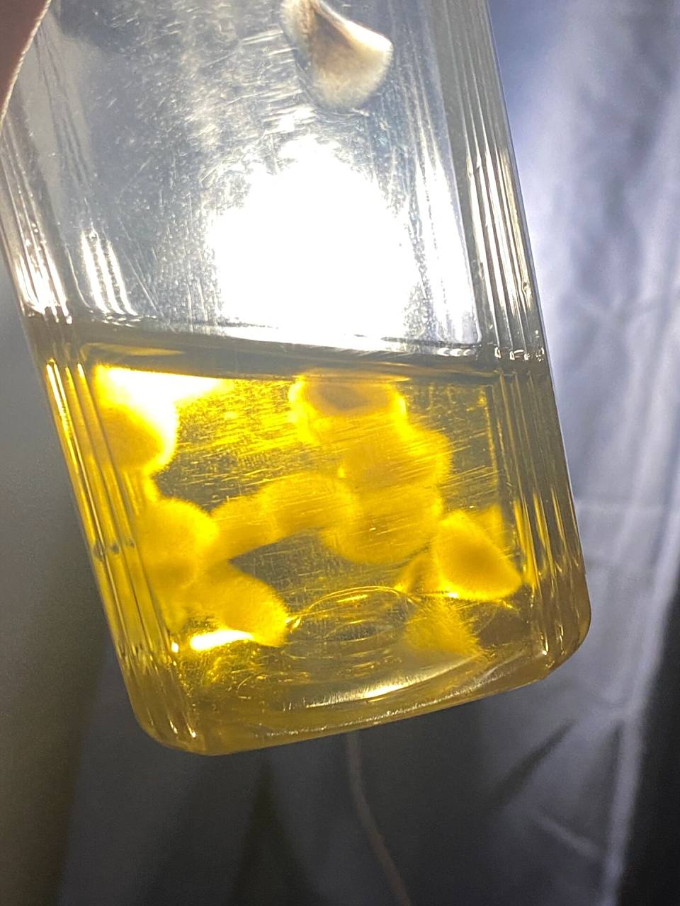 没喝完的茶养出来茶菌了 有点意外,没喝完的东方树