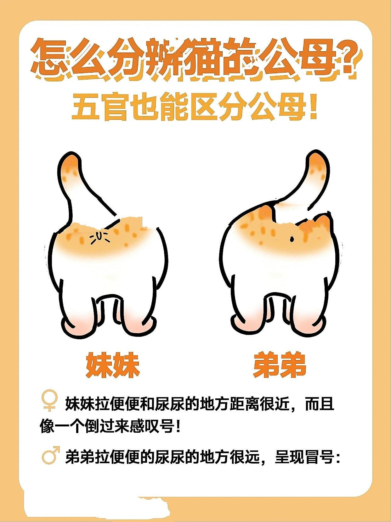 猫咪怎么分辨公母?