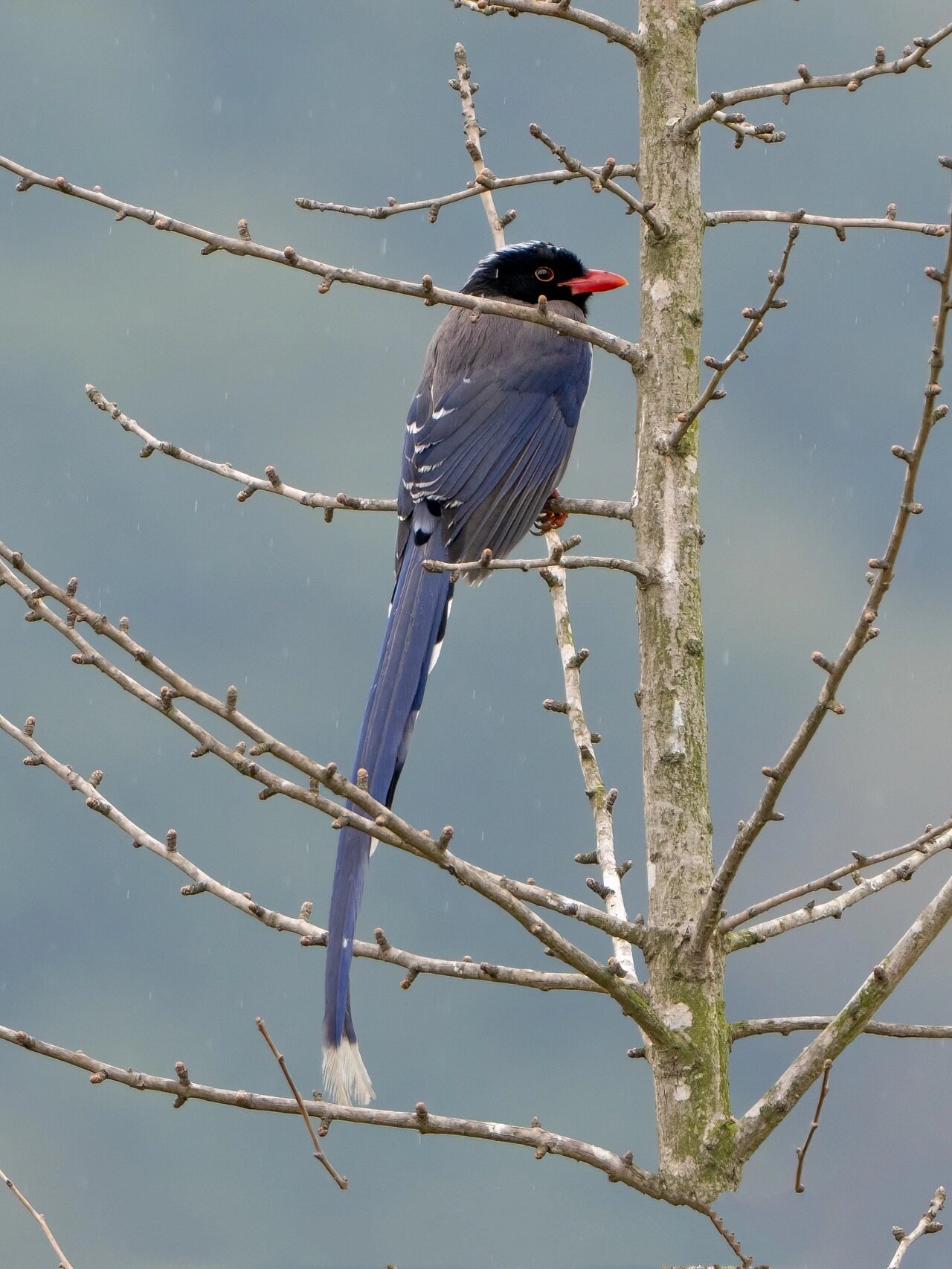 城市常见鸟,颜值在线,鸦科大佬的凶度也在线