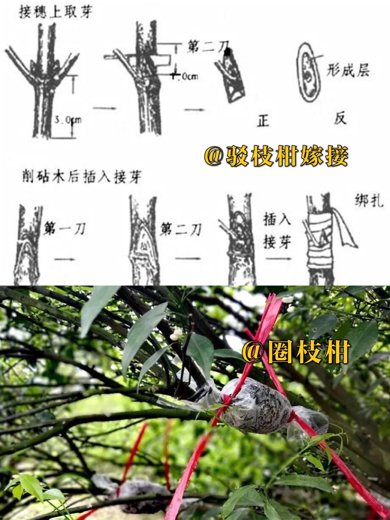 圈枝柑是纯种种源,种植难度大,产量稀少,味道更醇