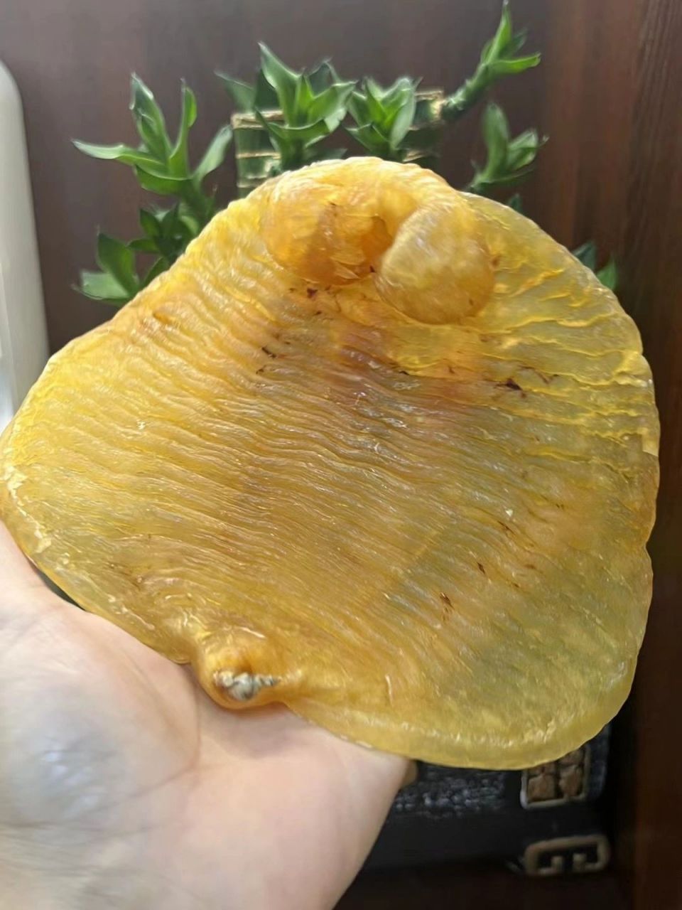 正南老货,野生湛江赤嘴胶 正南老货只只精选恶雅野生湛江赤嘴鳘,正