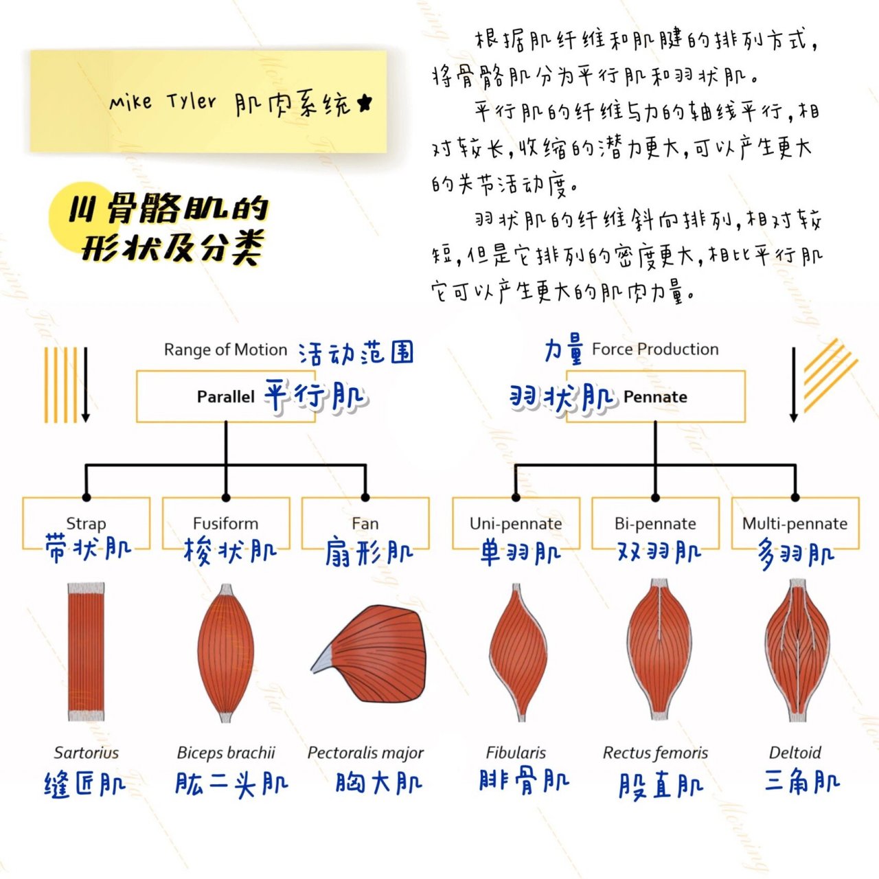 骨骼肌战栗图片