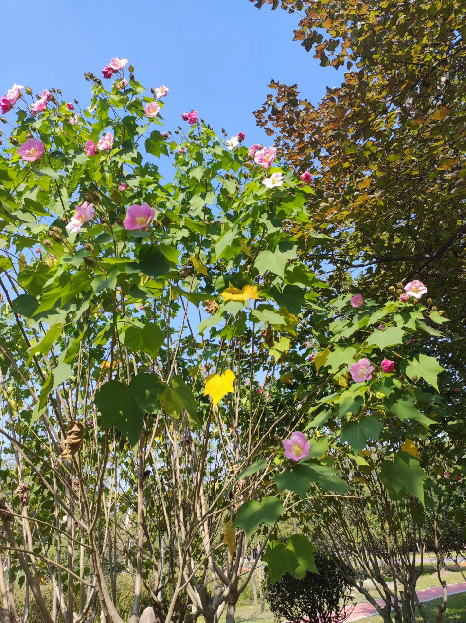 木芙蓉为何叫拒霜花图片