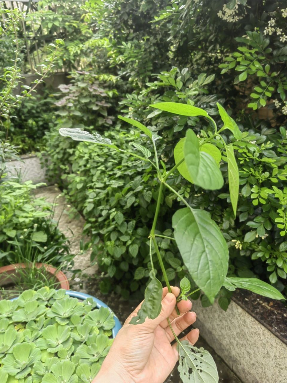 宽叶十万错又叫台湾枸杞 不知你吃过这种宽叶十万错吗?