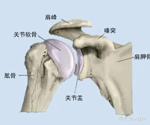 肩膀的结构图和名称图片