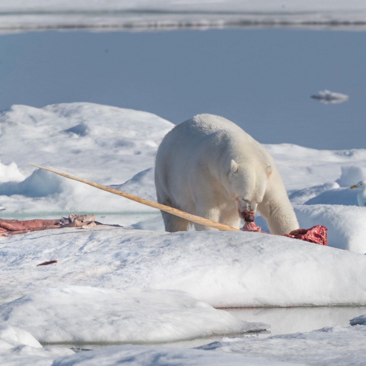 独角鲸 | 大海里的独角兽 98 fantasea·奇妙海洋 	 30.