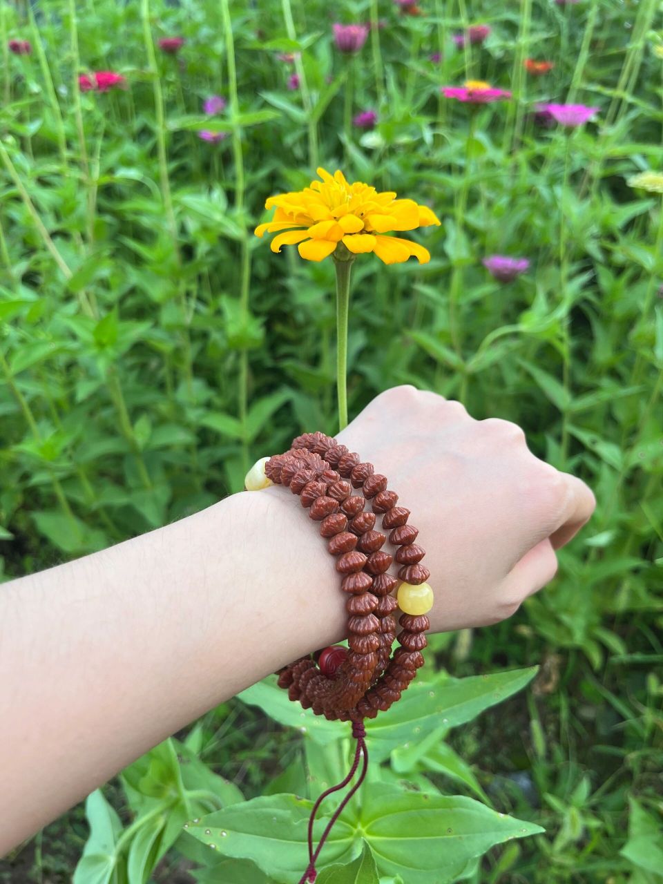 九华山三宝之金钱籽 九华山三宝之一金钱树(青钱柳),一串串的金钱子在