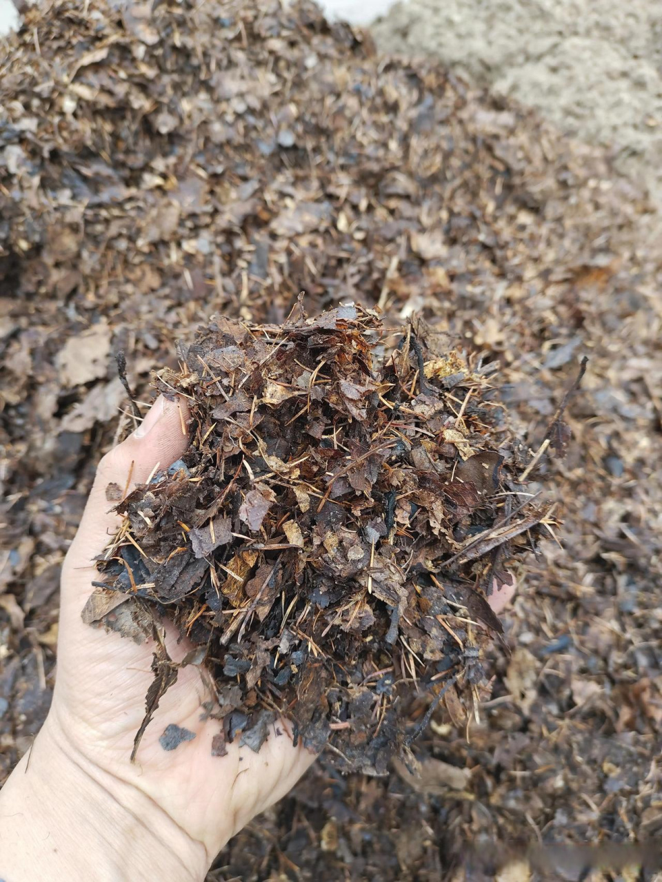 君子兰喜欢什么样的土壤?