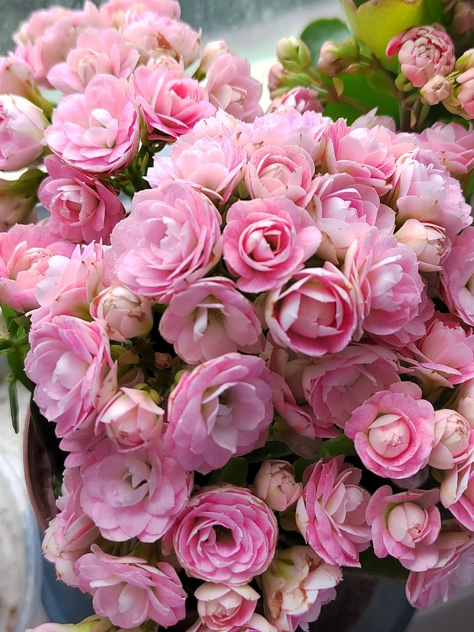 长寿花 玉芙蓉 下雨光线不好,拍不出她的美.