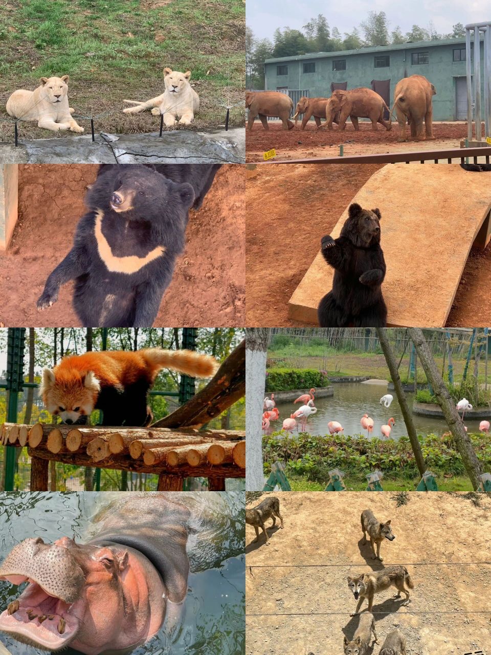 五一去哪儿-常德汉寿野生动物园走起来 99五一小长假马上来了,还没