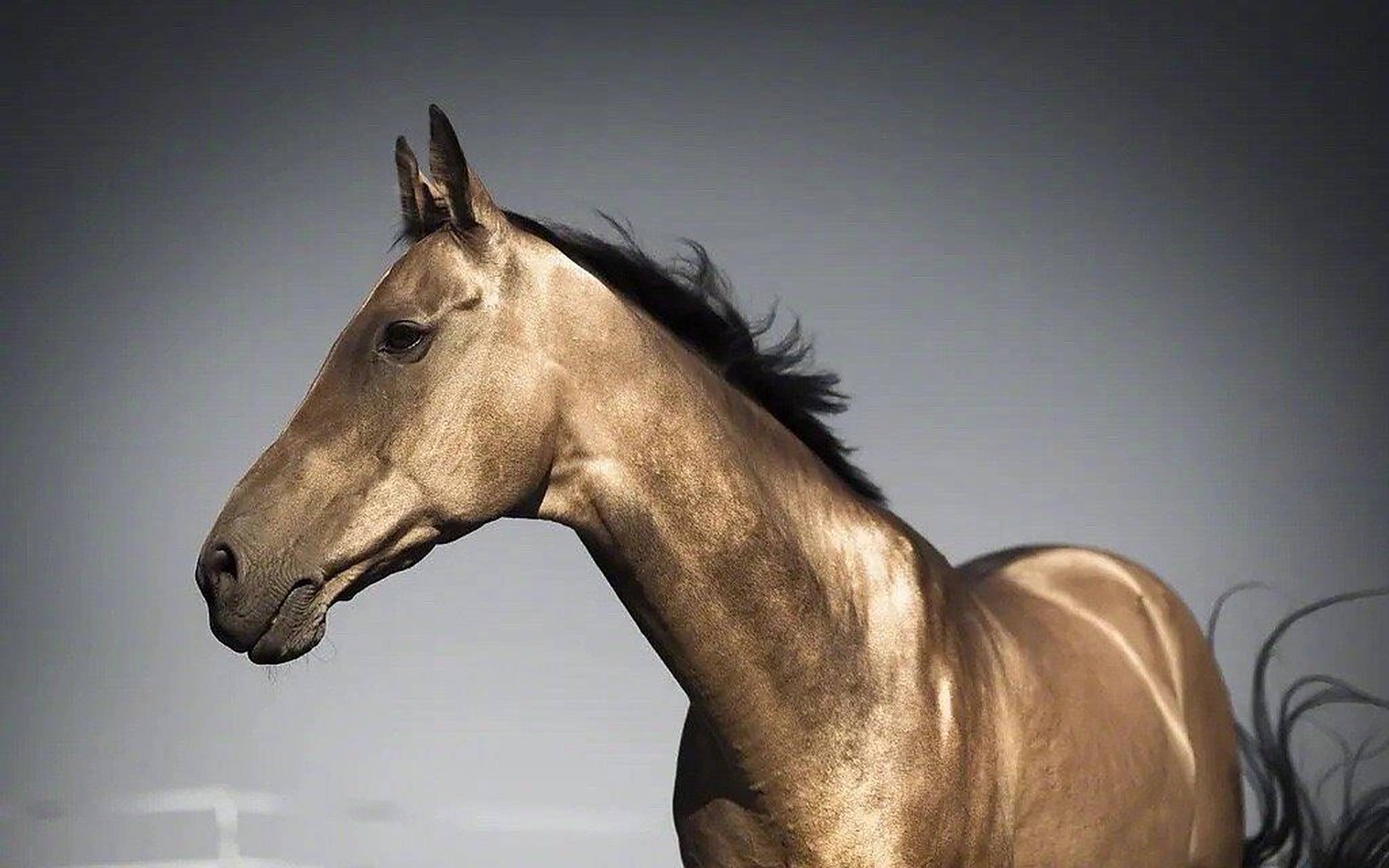 汗血宝马太好看了!