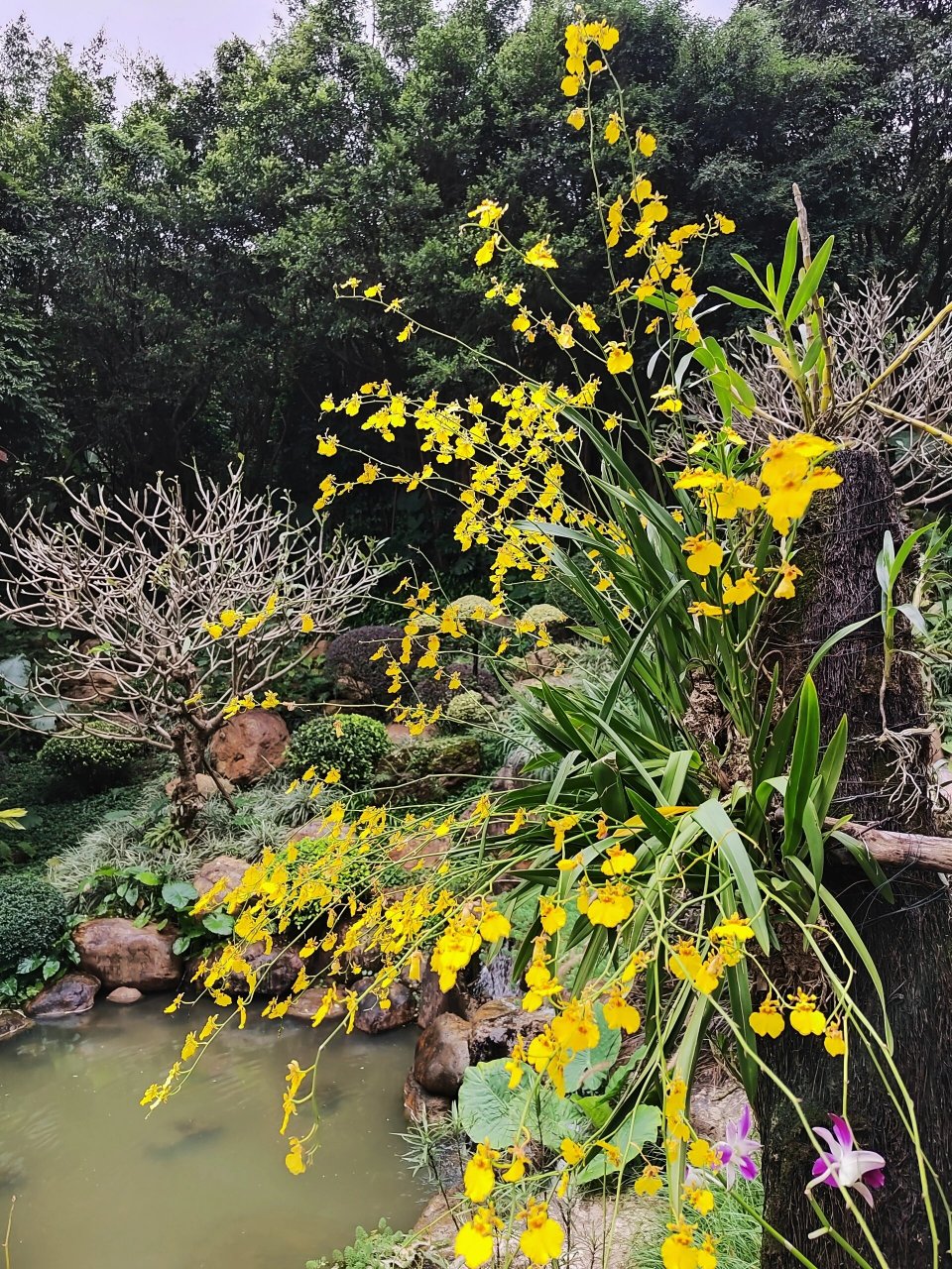 青秀山荫生植物园图片