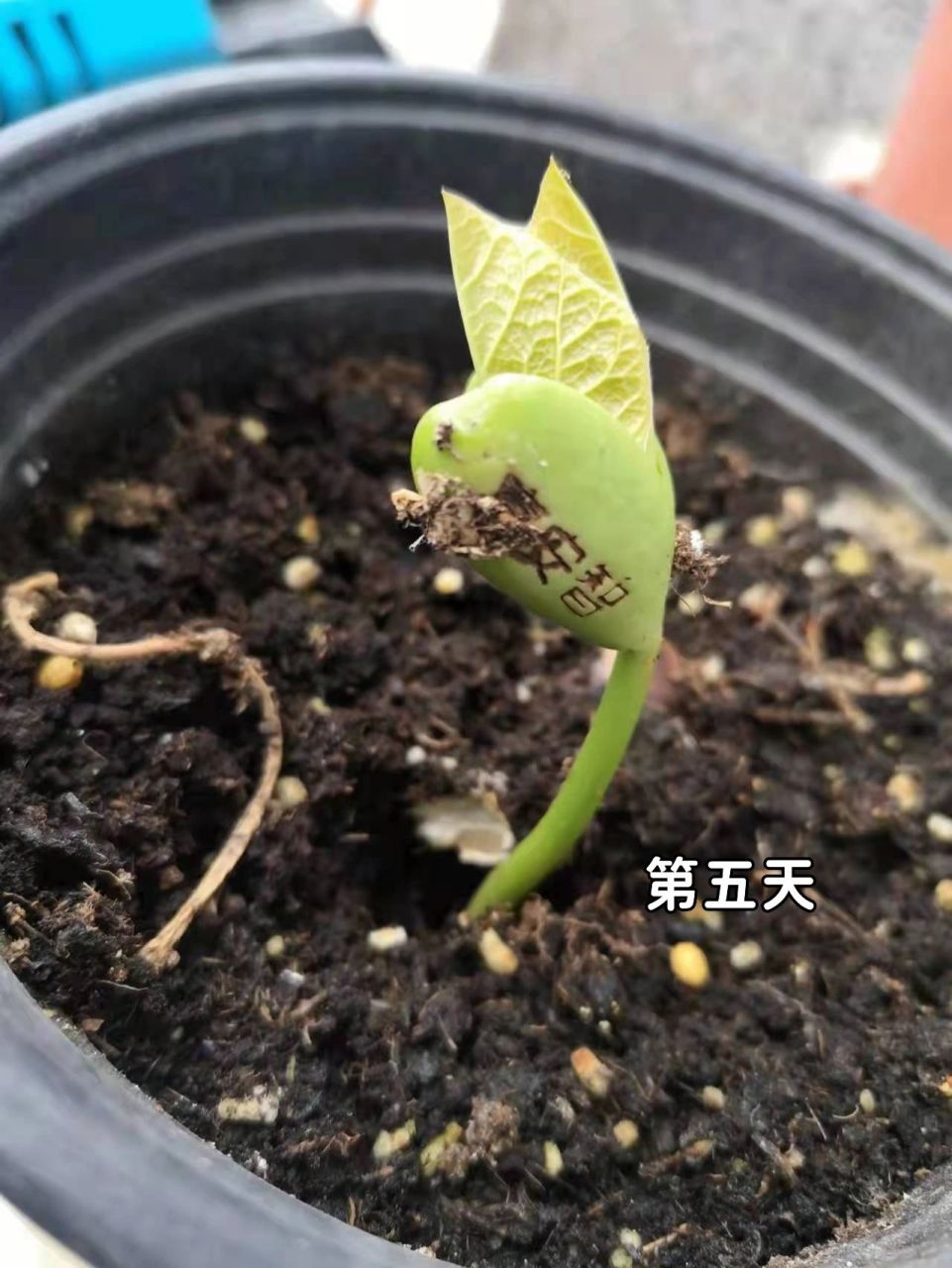 魔豆生长过程 不知道长大是怎么样,会变成什么呢?好期待!