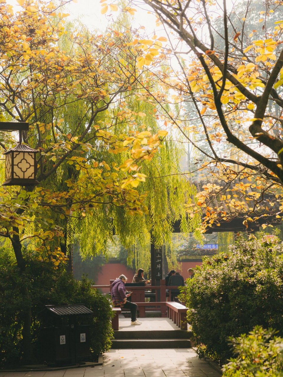 成都周边的银杏已经开始黄了 望丛祠这里看银杏也不错哦,寺院和银杏
